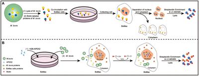 Identification of potential nucleomodulins of Mycoplasma bovis by direct biotinylation and proximity-based biotinylation approaches